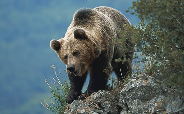 Imagen de Observación: Oso y Berrea